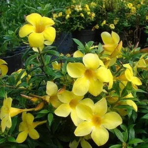 Dwarf Yellow Allamanda Live Plant - Allamanda Compacta - 2 Pack, 4-6 Inches Tall, Bright Yellow Blooms, Outdoor - Image 2