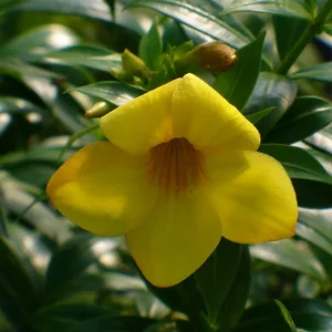 Dwarf Yellow Allamanda Live Plant - Allamanda Compacta - 2 Pack, 4-6 Inches Tall, Bright Yellow Blooms, Outdoor - Image 3