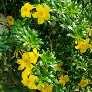 Dwarf Yellow Allamanda Live Plant - Allamanda Compacta - 2 Pack, 4-6 Inches Tall, Bright Yellow Blooms, Outdoor - Image 4