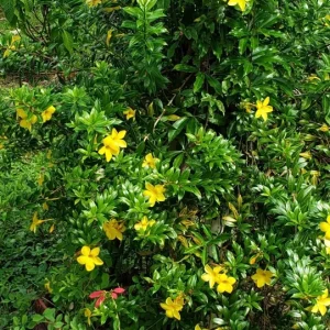 Dwarf Yellow Allamanda Live Plant - Allamanda Compacta - 2 Pack, 4-6 Inches Tall, Bright Yellow Blooms, Outdoor - Image 5