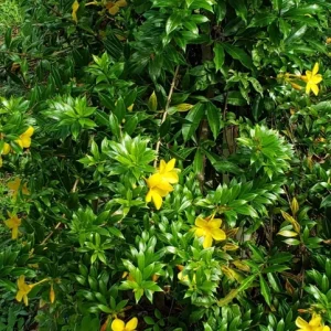 Dwarf Yellow Allamanda Live Plant - Allamanda Compacta - 2 Pack, 4-6 Inches Tall, Bright Yellow Blooms, Outdoor - Image 6