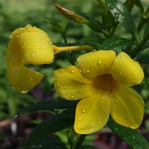 Dwarf Yellow Allamanda Live Plant - Allamanda Compacta - 2 Pack, 4-6 Inches Tall, Bright Yellow Blooms, Outdoor - Image 1