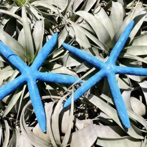 Dyed Blue Starfish - Natural Beach Decor & Coastal Accent - Image 3