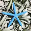 Dyed Blue Starfish - Natural Beach Decor & Coastal Accent - Image 1