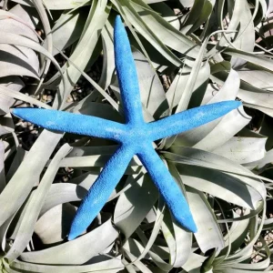 Dyed Blue Starfish - Natural Beach Decor & Coastal Accent - Image 1