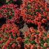 Echinacea 'Artisan Red Ombre' Coneflower Live Plant - 2.5 x 3.5 Inch Pot - Image 1