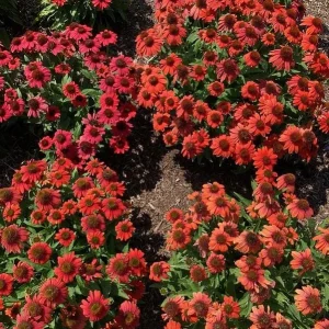 Echinacea 'Artisan Red Ombre' Coneflower Live Plant - 2.5 x 3.5 Inch Pot - Image 1