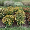 Echinacea 'Artisan Yellow Ombre' Coneflower - Live Perennial Plant - 2.5 x 3.5 Inch Pot - Image 1