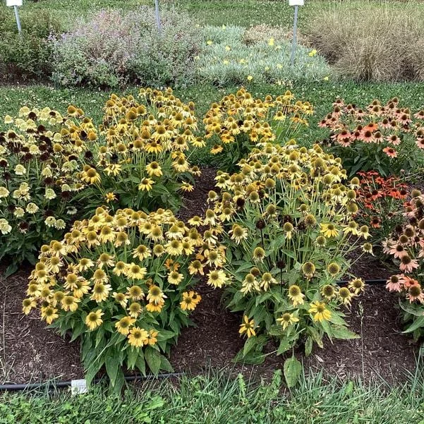 Echinacea 'Artisan Yellow Ombre' Coneflower - Live Perennial Plant - 2.5 x 3.5 Inch Pot - Image 1