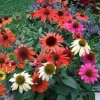 Echinacea 'Cheyenne Spirit' Coneflower Live Plant - Zone 3-8 Perennial, 2.5 x 3.5 Inch Pot - Image 1
