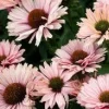Echinacea SunSeekers Salmon Coneflower Live Plant - Zone 3-9 Perennial - Image 1