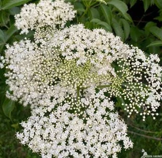 Elderberry Live Plant – 4 to 6 Inch Tall – Grow Your Own Berries - Image 2