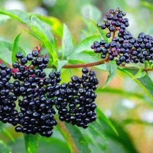 Elderberry Live Plant – 4 to 6 Inch Tall – Grow Your Own Berries - Image 3
