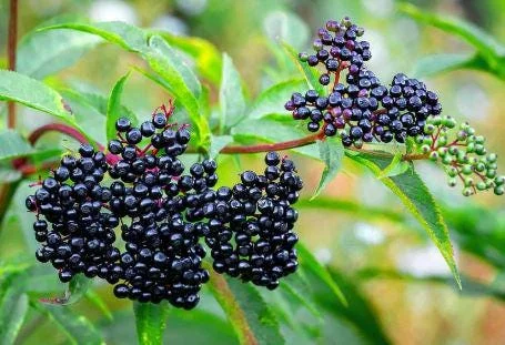Elderberry Live Plant – 4 to 6 Inch Tall – Grow Your Own Berries - Image 3