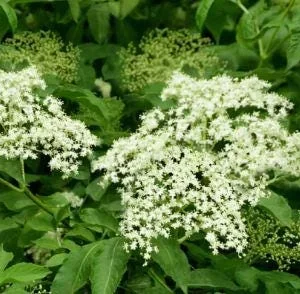 Elderberry Live Plant – 4 to 6 Inch Tall – Grow Your Own Berries - Image 4
