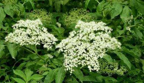 Elderberry Live Plant – 4 to 6 Inch Tall – Grow Your Own Berries - Image 4