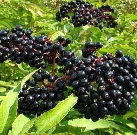 Elderberry Live Plant – 4 to 6 Inch Tall – Grow Your Own Berries - Image 1