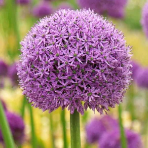 Elephant Garlic Bulbs for Planting - Gladiator Allium, Fresh Harvest, USA Grown - Image 2