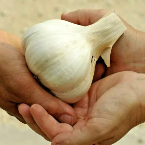 Elephant Garlic Cloves 85g+ - Organic, USA Grown, Jumbo Size for Planting & Cooking - Image 1