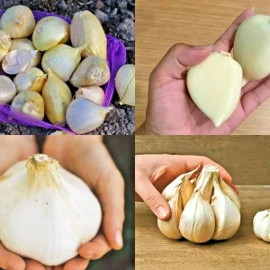 Elephant Garlic Seeds - Fresh USA Harvest - Grow Jumbo Mild Garlic - Image 1