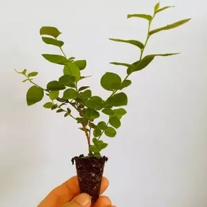 Emerald Blueberry Live Plant - Southern Highbush Starter Plant 4-6 inches - Image 2