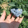 Emerald Blueberry Live Plant - Southern Highbush Starter Plant 4-6 inches - Image 1