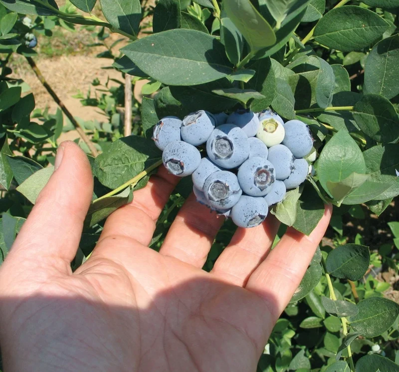 Emerald Blueberry Live Plant - Southern Highbush Starter Plant 4-6 inches - Image 1