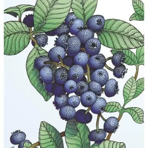 Emerald Blueberry Live Plant - Southern Highbush Starter Plant 4-6 inches - Image 3