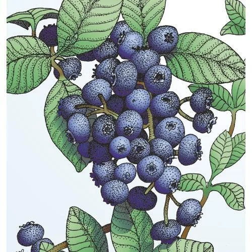 Emerald Blueberry Live Plant - Southern Highbush Starter Plant 4-6 inches - Image 3