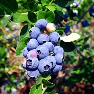 Emerald Blueberry Live Plant - Southern Highbush Starter Plant 4-6 inches - Image 4