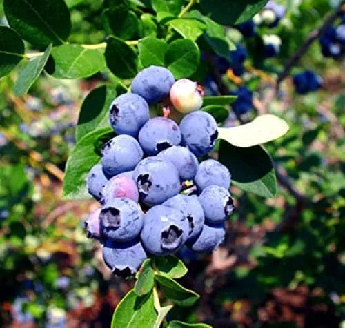 Emerald Blueberry Live Plant - Southern Highbush Starter Plant 4-6 inches - Image 4