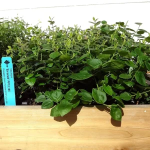 Emerald Blueberry Live Plant - Southern Highbush Starter Plant 4-6 inches - Image 5