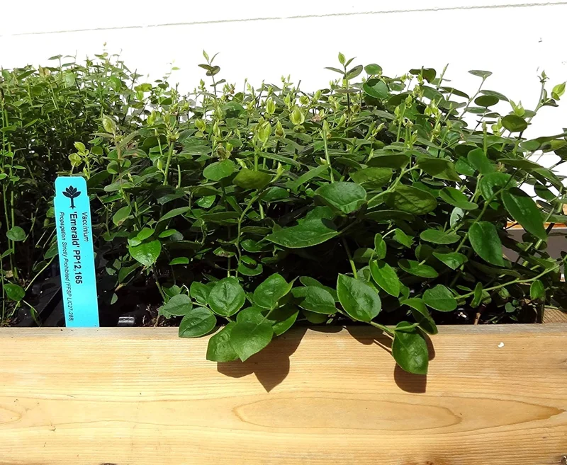 Emerald Blueberry Live Plant - Southern Highbush Starter Plant 4-6 inches - Image 5