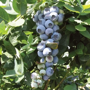Emerald Blueberry Live Plant - Southern Highbush Starter Plant 4-6 inches - Image 6
