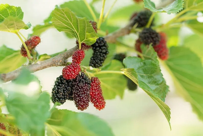 Ever Bearing Mulberry Live Plant - Half Gallon Pot - Outdoor Fruit Tree - Image 2