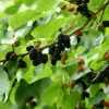 Ever Bearing Mulberry Live Plant - Half Gallon Pot - Outdoor Fruit Tree - Image 1