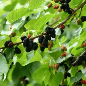 Ever Bearing Mulberry Live Plant - Half Gallon Pot - Outdoor Fruit Tree - Image 1