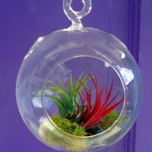 Fairy Air Plant Garden Kit - Glass Hanging Terrarium with 2 Iona Air Plants - Image 2