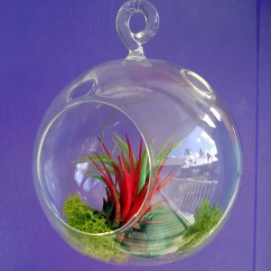 Fairy Air Plant Garden Kit - Glass Hanging Terrarium with 2 Iona Air Plants - Image 3