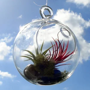 Fairy Air Plant Garden Kit - Glass Hanging Terrarium with 2 Iona Air Plants - Image 1