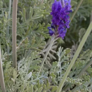 Fern Leaf Lavender Live Plant, Lavandula pinnata, 5-9