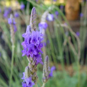 Fern Leaf Lavender Live Plant, Lavandula pinnata, 5-9