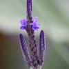 Fern Leaf Lavender Live Plant, Lavandula pinnata, 5-9" Tall, Pack of 3, Heat Tolerant Outdoor - Image 1