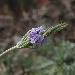 Fern Leaf Lavender Live Plant, Lavandula pinnata, 5-9