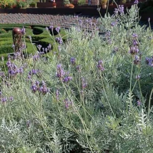Fern Leaf Lavender Live Plant, Lavandula pinnata, 5-9