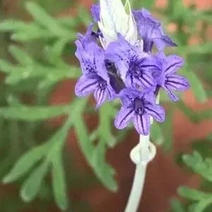 Fern Leaf Lavender Live Plant, Lavandula pinnata, 5-9