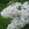 Fiala Remembrance Lilac Shrub Live Plant – 6-8 Inch Starter – Fragrant White Flowers - Image 1