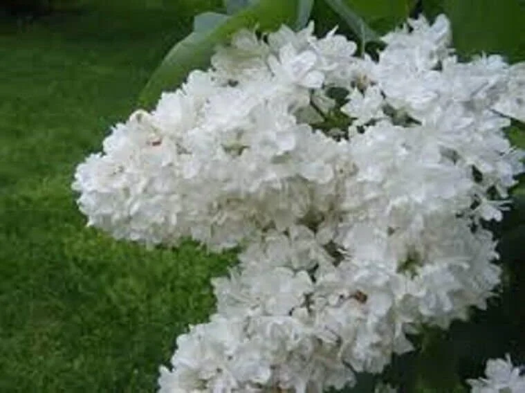 Fiala Remembrance Lilac Shrub Live Plant – 6-8 Inch Starter – Fragrant White Flowers - Image 1