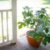 Fignomenal Dwarf Fig Tree Live Starter Plant 6-8 Inch Tall - Image 1