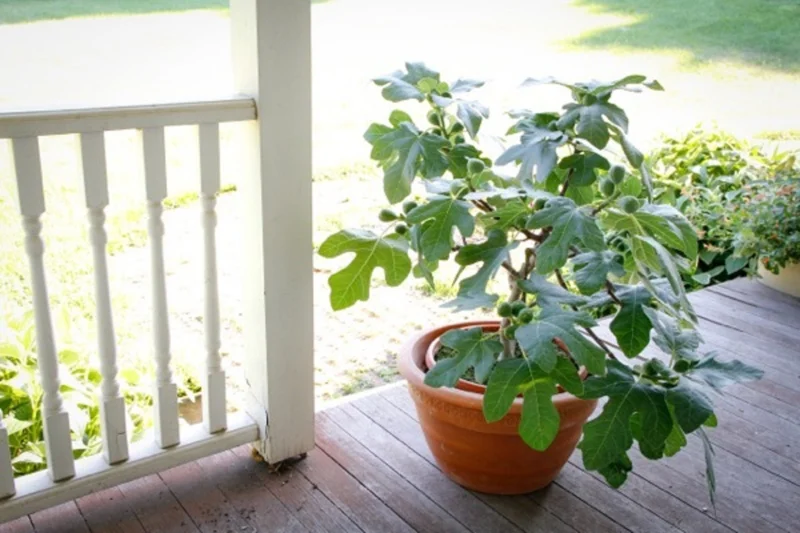 Fignomenal Dwarf Fig Tree Live Starter Plant 6-8 Inch Tall - Image 1